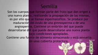 Son los cuerpos que forman parte del fruto que dan origen a
una nueva planta, realizando la propagación de las mismas,
es por ello que se llaman espermatofitos. Se produce por
maduración del óvulo de una gimnosperma o de una
angiosperma. Contiene un embrión del que puede
desarrollarse del que puede desarrollarse una nueva planta
bajo condiciones apropiadas.
Contiene una fuente de alimento almacenado y está envuelta
en unas cubierta protectora.
Semilla
 