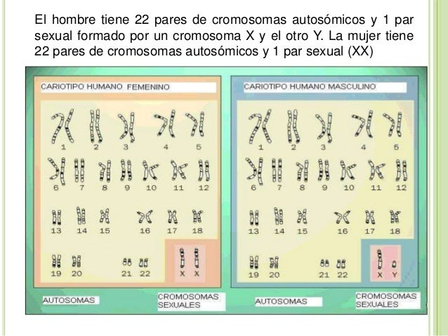 REPRODUCCIÓN EN LOS SERES VIVOS