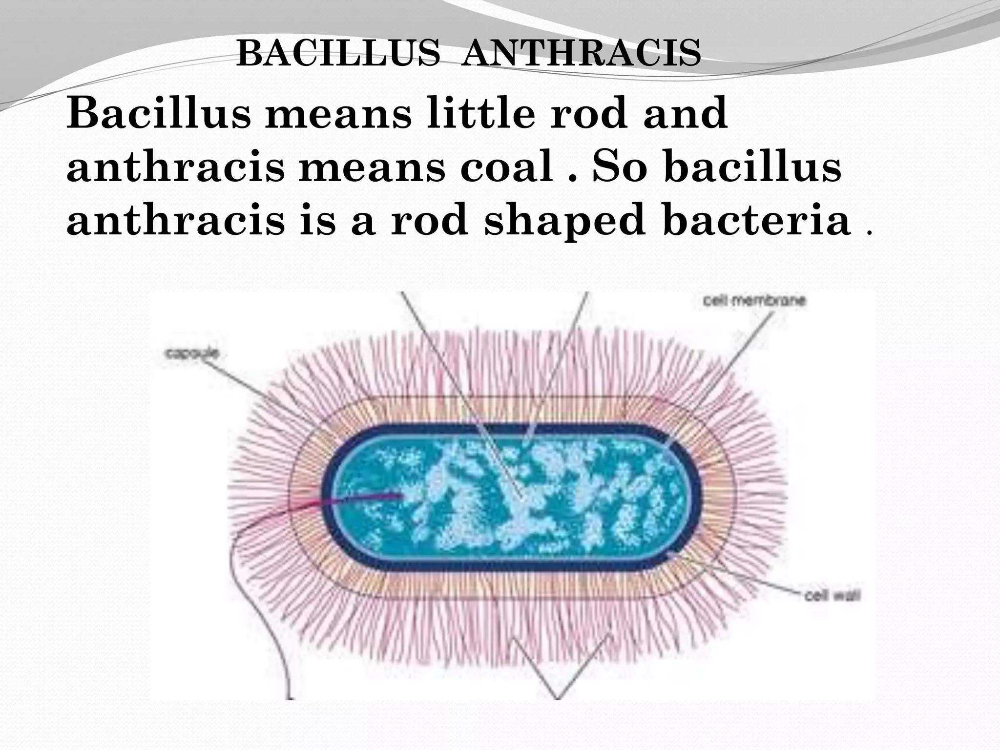 bacillus anthracis [ anthrax ] | PDF