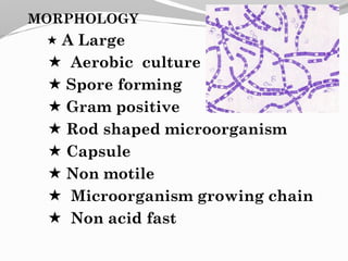 MORPHOLOGY
 A Large
 Aerobic culture
 Spore forming
 Gram positive
 Rod shaped microorganism
 Capsule
 Non motile
 Microorganism growing chain
 Non acid fast
 
