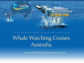 Whale Watching Cruises Australia www.whalewatchingcruises.net.au 