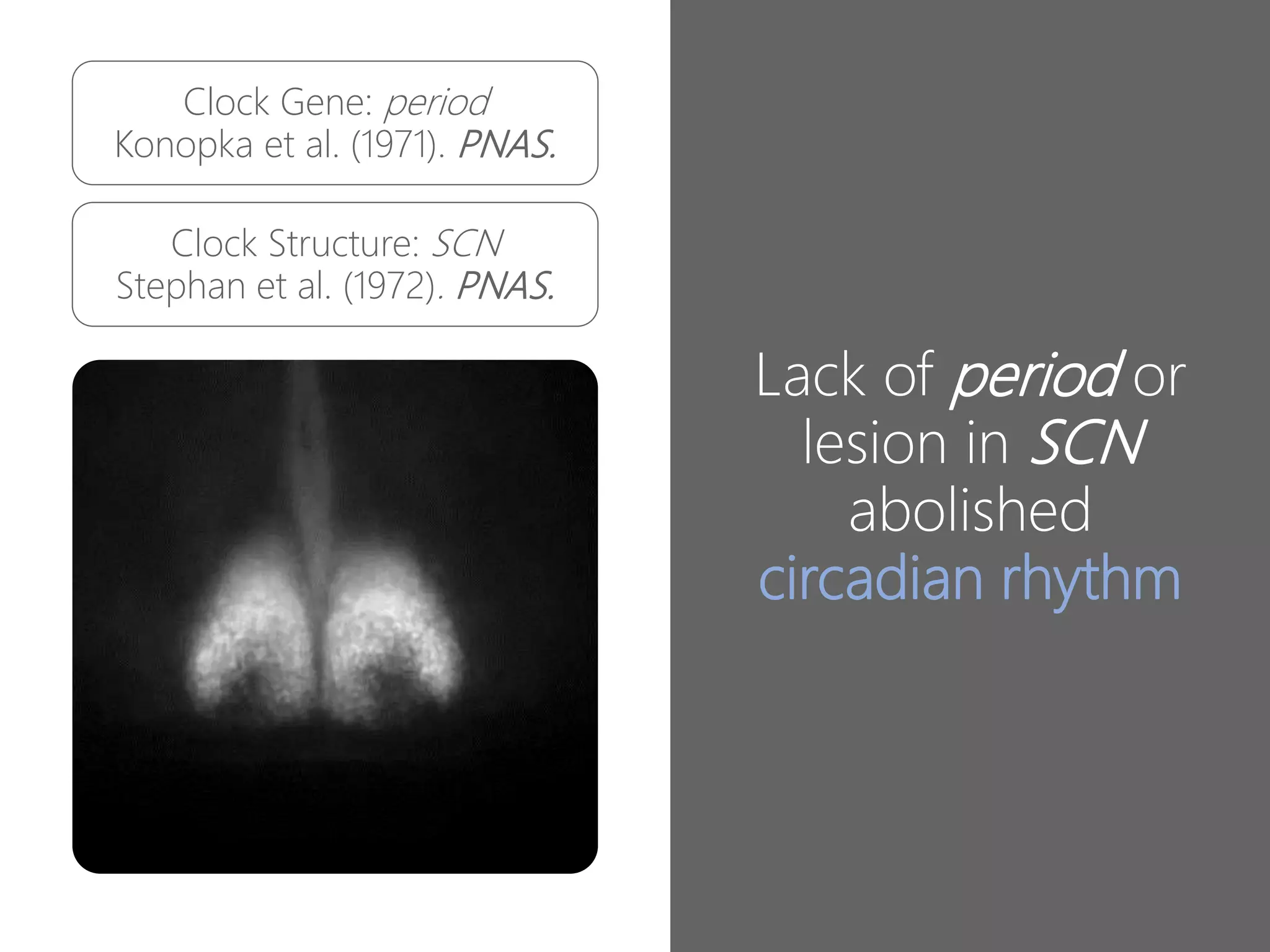 Circadian Rhythm & Jet lag | PPTX