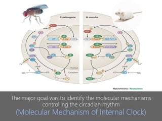The major goal was to identify the molecular mechanisms
controlling the circadian rhythm
(Molecular Mechanism of Internal Clock)
 