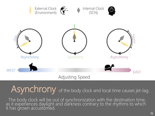 Asynchrony of the body clock and local time causes jet-lag.
The body clock will be out of synchronization with the destination time,
as it experiences daylight and darkness contrary to the rhythms to which
it has grown accustomed.
16
Asynchrony Synchrony
!
Adjusting Speed
WEST EAST
Asynchrony
Internal Clock
(SCN)
External Clock
(Environment)
 