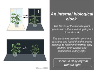 An internal biological
clock.
The leaves of the mimosa plant
open towards the sun during day but
close at dusk.
The plant was placed in constant
darkness and found that the leaves
continue to follow their normal daily
rhythm, even without any
fluctuations in daily light.
Continue daily rhythm
without light.
Mairan. (1729).
 