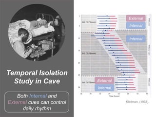 Temporal Isolation
Study in Cave
Both Internal and
External cues can control
daily rhythm
External
Internal
Internal
External
Internal
Kleitman. (1938).
 