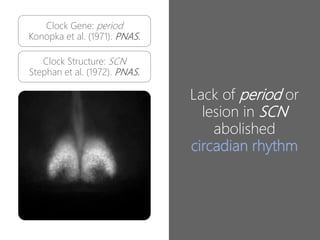 9
Clock Gene: period
Konopka et al. (1971). PNAS.
Clock Structure: SCN
Stephan et al. (1972). PNAS.
Lack of period or
lesion in SCN
abolished
circadian rhythm
 