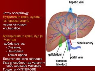 Јетру опскрбљујуЈетру опскрбљују
Нутритивни крвни судови:Нутритивни крвни судови:
-a.hepatica propria-a.hepatica propria
-њени капилари-њени капилари
-vv.hepatice-vv.hepatice
Функционални крвни суд јеФункционални крвни суд је
-V.portae-V.portae
добија крв из:добија крв из:
- Слезине,- Слезине,
- Панкреаса- Панкреаса
- Танког црева- Танког црева
Ендотел венских капилараЕндотел венских капилара
Има способност да увлачи уИма способност да увлачи у
себе храњиве материјесебе храњиве материје
Граде га КУПФЕРОВЕГраде га КУПФЕРОВЕ
 