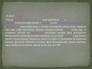 Јетра - Ђорђевић И. | PPT