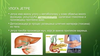 Јетра - Н. Марчетић | PPT