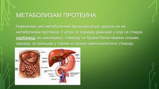 Јетра - Н. Марчетић | PPT