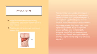 Јетра и панкреас - М. Петровић | PPT