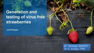 Jetwell Mugabe
Generation and
testing of virus free
strawberries
ALLPPT.com _ Free PowerPoint Templates, Diagrams and Charts
Dr Simango (MUAST)
Dr G. Zvobgo (TRB)
 