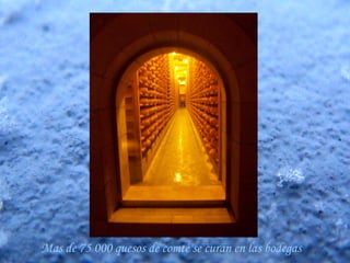 Mas de 75 000 quesos de comté se curan en las bodegas