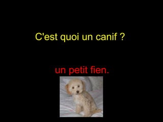 C'est quoi un canif ?   un petit fien. 