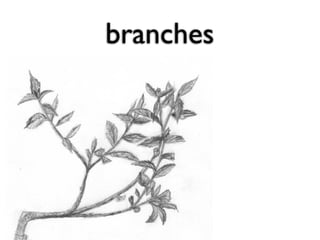 branches
 