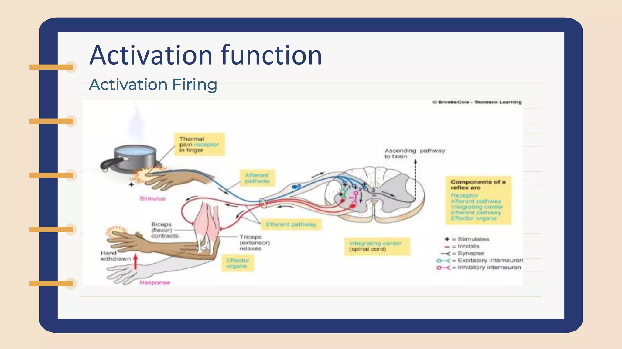 Activation function
Activation (firing) of the neuron takes place when the neuron is
stimulated by pressure, heat, light, or chemical information from
other cells. (The type of stimulation necessary to produce firing
depends on the type of neuron.)
Depending on the nature and intensity of these input signals, the
brain processes them and decides whether the neuron should be
activated (“fired”) or not.
Activation Firing
 