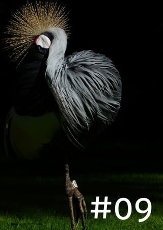 #09Jewellery Historian004
 