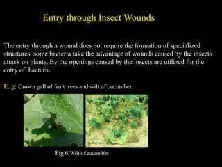 Insect Etry Mode of entry of bacteria in plants. | PPTX