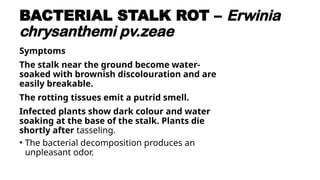 Putrid Rot DISEASES OF MAIZE AND THEIR MANAGEMENT.x | PPTX