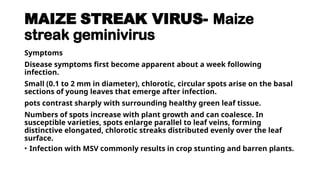 Msv Numbers Maize diseases ppt/pdf/ Management/jpeg. | PPTX