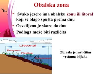 Obalska zona
Svako jezero ima obalsku zonu ili litoral
koji se blago spušta prema dnu
Osvetljena je skoro do dna
Podloga može biti različita
Obrasla je različitim
vrstama biljaka
 
