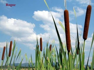 Rogoz
 