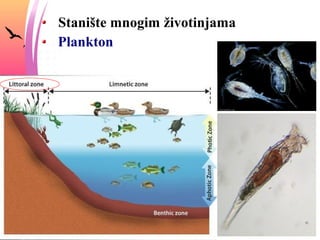 Stanište mnogim životinjama
Plankton
 