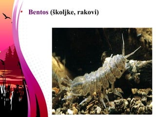 Bentos (školjke, rakovi)
 