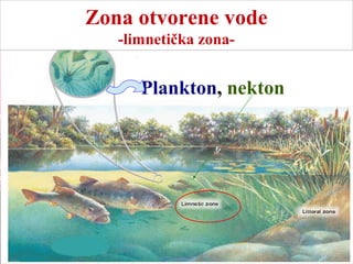 Plankton, nekton
Zona otvorene vode
-limnetička zona-
 