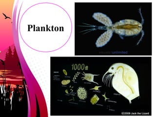 Plankton
 