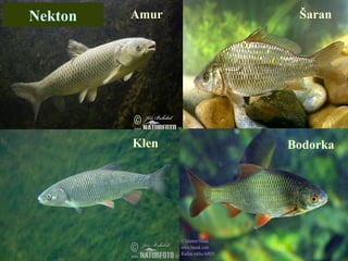 Amur
Klen
Šaran
Bodorka
Nekton
 