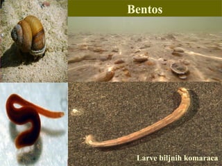 Larve biljnih komaraca
Bentos
 
