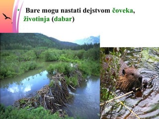 Bare mogu nastati dejstvom čoveka,
životinja (dabar)
 
