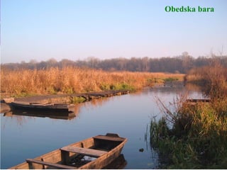 Obedska bara
 
