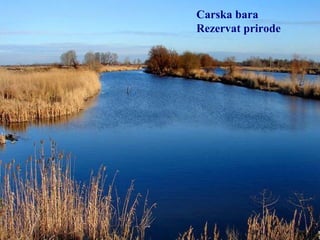 Carska bara
Rezervat prirode
 