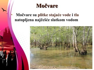 MočvareMočvare
Močvare su plitke stajaće vode i tla
natopljena najčešće slatkom vodom
 