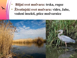 Biljni svet močvara: trska, rogoz
Životinjski svet močvara: vidre, žabe,
vodeni insekti, ptice močvarnice
 