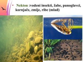 Nekton :vodeni insekti, žabe, punoglavci,
kornjače, zmije, ribe (mlađ)
 