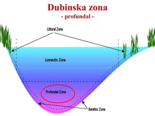 Dubinska zona
- profundal -
 