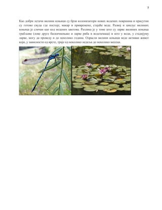 5
Као добри летачи вилини коњици су брзи колонизатори нових водених површина и присутни
су готово свуда где постоје, макар и привремено, стајаће воде. Развој и циклус вилиних
коњица је сличан као код водених цветова. Разлика је у томе што су ларве вилиних коњица
грабљиве (лове друге бескичмењаке и ларве риба и водоземаца) и што у води, у стадијуму
ларве, могу да проведу и до неколико година. Одрасли вилини коњици воде активан живот
који, у зависности од врсте, траје од неколико недеља до неколико месеци.
 