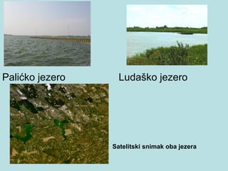Palićko jezero     Ludaško jezero




                 Satelitski snimak oba jezera
 