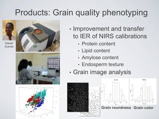 Products: Grain quality phenotyping
• Improvement and transfer
to IER of NIRS calibrations
• Protein content
• Lipid content
• Amylose content
• Endosperm texture
• Grain image analysis
Grain roundness Grain color
Diarah
Guindo
 