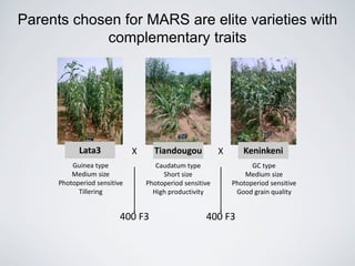 Lata3 KeninkeniTiandougouX X
Parents chosen for MARS are elite varieties with
complementary traits
Guinea type
Medium size
Photoperiod sensitive
Tillering
Caudatum type
Short size
Photoperiod sensitive
High productivity
GC type
Medium size
Photoperiod sensitive
Good grain quality
400 F3 400 F3
 