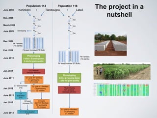 The project in a
nutshell
Keninkeni Lata3
Population 114 Population 118
x x
F4 Families
(10 plants)
…
…
F4 seed increase (F5 Bulk)
Phenotyping
3 sites x 2 sowing dates
1 site for grain quality
F1
F2
F3
S2
S3
S4
Dec. 2008
March 2009
June 2009
F4 Families
(10 plants)
Dec. 2009
Feb. 2010
QTL analysis
Ideotype definition
Phenotyping
3 sites x 2 sowing dates
1 site for grain quality
F3 genotyping
QTL analysis
Ideotype definition
Genotyping
C1 cycle (F4 families)
C1 genotyping
C1 crosses
June 2010
Jan. 2011
June 2011
Jan. 2012
C1 seed increase
(F2)
June 2012
C1
evaluation
(F3)
Tiandougou
C2 seed
increase (F2)
C1 + C2 evaluation
(F2)
Jan. 2013
June 2013
C1 cycle (F4 families)
C1 genotyping
C1 crosses
C2 cycle (C1 families)
C2 genotyping
C2 crosses
C3 cycle
(C2 + C1 families)
C3 genotyping
C3 crosses
F4 seed increase (F5 Bulk)
June 2008
F1
F2
F3
S2
S3
S4
 