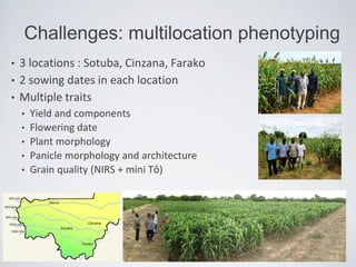 • 3 locations : Sotuba, Cinzana, Farako
• 2 sowing dates in each location
• Multiple traits
• Yield and components
• Flowering date
• Plant morphology
• Panicle morphology and architecture
• Grain quality (NIRS + mini Tô)
Challenges: multilocation phenotyping
 