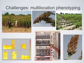 Challenges: multilocation phenotyping
 