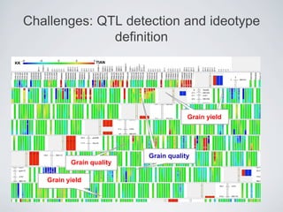 Grain yield
Grain quality
Grain quality
Grain yield
Challenges: QTL detection and ideotype
definition
 