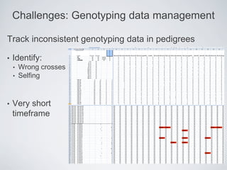 Challenges: Genotyping data management
Track inconsistent genotyping data in pedigrees
• Identify:
• Wrong crosses
• Selfing
• Very short
timeframe
 
