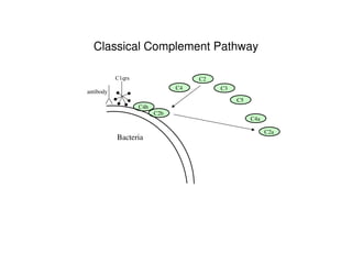Immunology the complementselfstudy-08.ppt